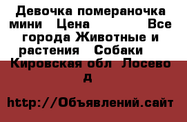 Девочка помераночка мини › Цена ­ 50 000 - Все города Животные и растения » Собаки   . Кировская обл.,Лосево д.